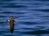 Heermann's Gull in Flight over Water, La Jolla, California Photographic Print by Tim Laman