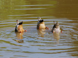 Dabbling Mallard Ducks, Anas Platyrhynchos, Bottoms Up, Arlington, Massachusetts, USA Photographie par Darlyne A. Murawski