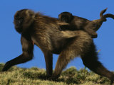 Female Gelada Gives Her Infant a Ride on Her Back, Simen Mountains National Park, Ethiopia Photographic Print by Michael Nichols