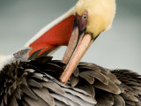 Close-Up of a Preening Brown Pelican, San Diego, California, USA Photographic Print by Tim Laman