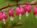 Bleeding Hearts Flower in the Springtime, Jamaica Plain, Massachusetts, USA Photographie par Darlyne A. Murawski