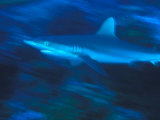 Gray Reef Shark Swims in the South Pacific, Phoenix Islands Photographic Print by Nick Norman