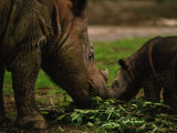 Captive Foraging Sumatran Rhinoceros and Her Calf, Cincinnati, Ohio Photographic Print by Joel Sartore