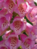 Foxgloves, in Bloom in a Vancouver Garden, BC, Canada Photographic Print by Darlyne A. Murawski
