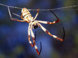 Golden Orb-Weaver Spider, Nephila Species, Suspended from its Web Photographic Print by Jason Edwards