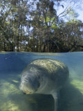 Florida Manatee Swimming in the Clear Homosassa Springs Water, Homosassa Springs, Florida Fotografisk tryk af Paul Sutherland
