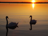 Two Mute Swans in the Narragansett Bay at Sunrise, Cranston, Rhode Island Photographic Print by Darlyne A. Murawski