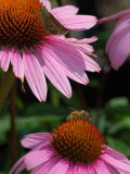 Skipper Butterfly and a Bee Driking Nectar from Purple Coneflowers, Belmont, Massachusetts, USA Photographic Print by Darlyne A. Murawski