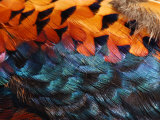 Close-Up of Pheasant Feathers Showing Iridescence and Pattern, Medicine Rocks, Montana, USA Lámina fotográfica por Darlyne A. Murawski Close-Up of Pheasant Feathers Showing Iridescence and Pattern, Medicine Rocks, Montana, USA Lámina fotográfica por Darlyne A. Murawski