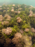 Upside-Down Jellyfish, Cassiopeia Ornate, in a Unique Saltwater Lake Photographic Print by Darlyne A. Murawski