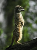 Meerkat Alert and Proud Surveys it's Territory for Predators, Melbourne Zoo, Victoria Australia Fotografie-Druck von Jason Edwards