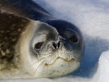 Weddell Seal Resting on Ice, Antarctica Photographic Print by Paul Nicklen