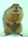 Arctic Ground Squirrel Barring its Teeth, Northwest Territories, Canada Photographic Print by Nick Norman
