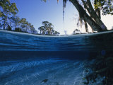 Clear Water of Manatee Springs, with Spanish Moss Draped Trees, Manatee Springs, Florida Photographic Print by Paul Sutherland