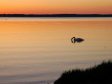 Mute Swan Feeding in the Narragansett Bay at Dawn, Cranston, Rhode Island Photographic Print by Darlyne A. Murawski