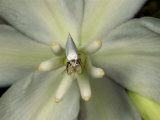 Yucca Moth Pollinating a Yucca Flower Photographic Print by Darlyne A. Murawski