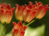 Close View of a Cluster of Flowers, Belmont, Massachusetts, USA Photographic Print by Darlyne A. Murawski