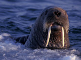 Portrait of an Atlantic Walrus, Odobenus Rosmarus, Arctic Circle, Canada Photographic Print by Paul Nicklen