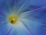 Close-Up of Morning Glory Flower with Small Bee, Arlington, Massachusetts, USA Photographie par Darlyne A. Murawski