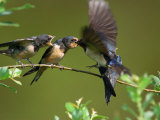 Barn Swallow Chicks, Hirundo Rustica, Being Fed by a Hovering Parent, Arlington, Massachusetts, USA Photographie par Darlyne A. Murawski