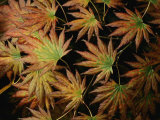 Japanese Maple Leaves, New York Photographie par Darlyne A. Murawski