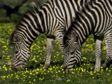 Two Common or Burchell's Zebras Grazing Among Wildflowers, Mombo, Okavango Delta, Botswana Photographic Print by Beverly Joubert