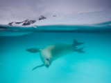 Crabeater Seal Swimming in a Sea of Blue, Rosenthal Island, Antarctica Photographic Print by Paul Nicklen