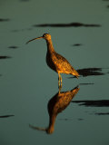 Long-Billed Curlew, Numenius Americanus, and Reflection in Calm Water, Corte Madera, California Lámina fotográfica por Tim Laman Long-Billed Curlew, Numenius Americanus, and Reflection in Calm Water, Corte Madera, California Lámina fotográfica por Tim Laman