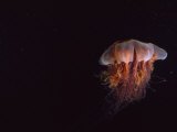Lion's Mane Jellyfish in Dark Waters of the Strait of Georgia, Strait of Georgia, Canada Lámina fotográfica por Paul Sutherland