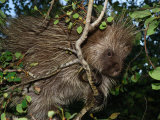 Porcupine Climbing Among Tree Branches, Ekalaka, Montana Photographic Print by Darlyne A. Murawski