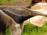 Close-Up of a Giant Anteater, Myrmecophaga Tridactyla, Providence Zoo, Providence, Rhode Island Photographic Print by Darlyne A. Murawski