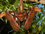 Female Atlas Moth, Victoria, British Columbia, Canada Photographic Print by Darlyne A. Murawski