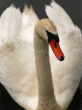 Close-Up Portrait of a Mute Swan with its Wings Held Up, Providence, Rhode Island Photographic Print by Darlyne A. Murawski