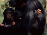 Twins, Extremely Rare in Chimpanzees, with their Mother, Gombe Stream National Park, Tanzania Photographic Print by Michael Nichols