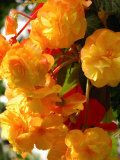 Yellow Begonia Flowers, Victoria, British Columbia, Canada Photographie par Darlyne A. Murawski