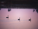 Black Swans Glide across a Misty, Still Wetland Surface before Dawn Photographic Print by Jason Edwards