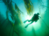 Diver Exploring a Bull Kelp Forest Off of Vancouver Island Lámina fotográfica por Paul Nicklen