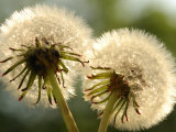 Close-Up of Two Dandelions, Arlington, Massachusetts, USA Photographie par Darlyne A. Murawski