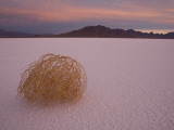 Tumbleweed on the Bonneville Salt Flats, Utah Photographic Print by John Burcham