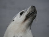 Beautiful Australian Sea Lion Cow Stretches Her Neck Alluringly Photographic Print by Jason Edwards