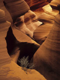 Eroded Sandstone and a Tumbleweed Branch in a Slot Canyon Photographic Print by Ralph Lee Hopkins