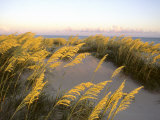Sunlight Strikes Sea Oats on Dunes Near the Atlantic Ocean Photographic Print by Skip Brown