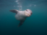 Leopard Seal Hunting Chinstrap Penguins Underwater, Antarctica Photographic Print by Paul Nicklen