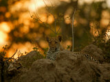 Leopard Rests in the Safety of a Rock Outcrop as Evening Descends, Mombo, Okavango Delta, Botswana Photographic Print by Beverly Joubert