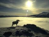 Large Dall Sheep Ram on Top of a Mountain in Kluanee National Park Photographic Print by Michael S. Quinton