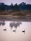 Black Swans Glide across a Misty, Still Wetland Surface before Dawn Photographic Print by Jason Edwards