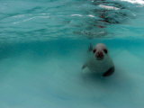 Crabeater Seal in Chilly Antarctic Waters, Antarctic Peninsula, Antarctica Photographic Print by Paul Nicklen