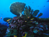 Fairy Basslets and Hard Coral, Phoenix Islands, South Pacific Photographic Print by Nick Norman