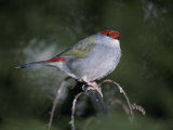 Vividly Colored Tail and Head Feathers of a Red-Browed Finch Photographic Print by Jason Edwards
