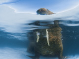 Atlantic Walrus Bull Resting on a Piece of Multiyear Ice, Foxe Basin, Nunavut, Canada Photographic Print by Paul Nicklen